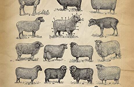 Agile Change Leadership in the Wool & Mohair Value Chain
