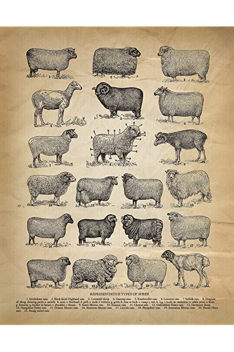 Sheep